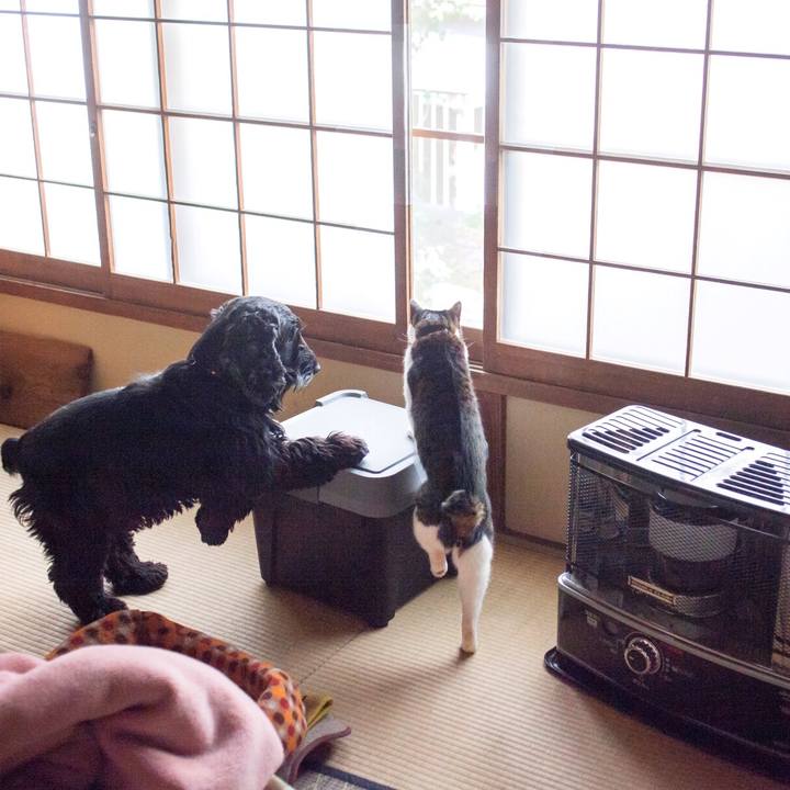 00f40b39 8238 4bc9 93c4 d5344750e41b 1553054106348