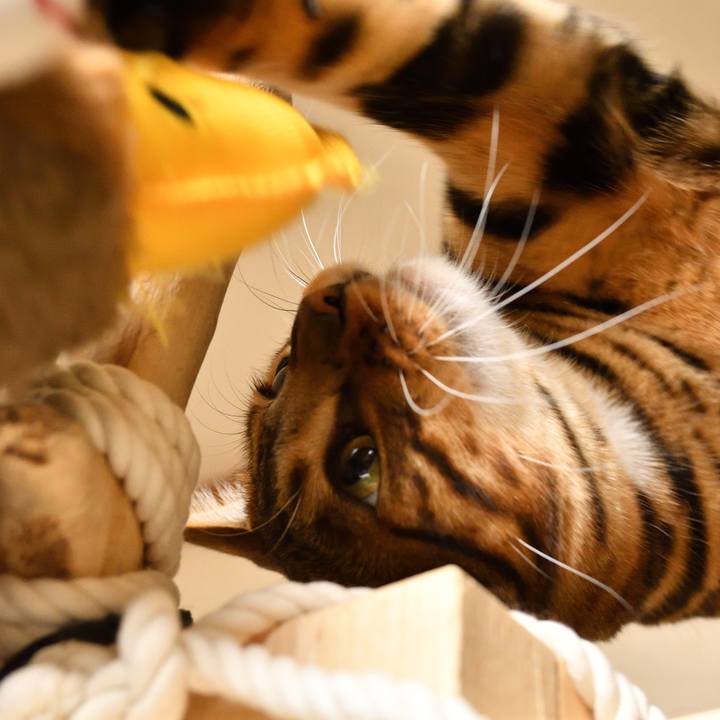 00f4fae8 9e53 4e3c af86 7be544728d3d 1510589645505