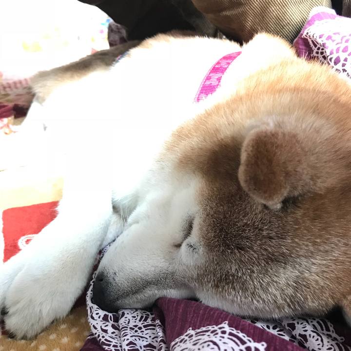 00f6f0cd 659e 4bb1 8229 a1c9f7efdfd1 1513656142136