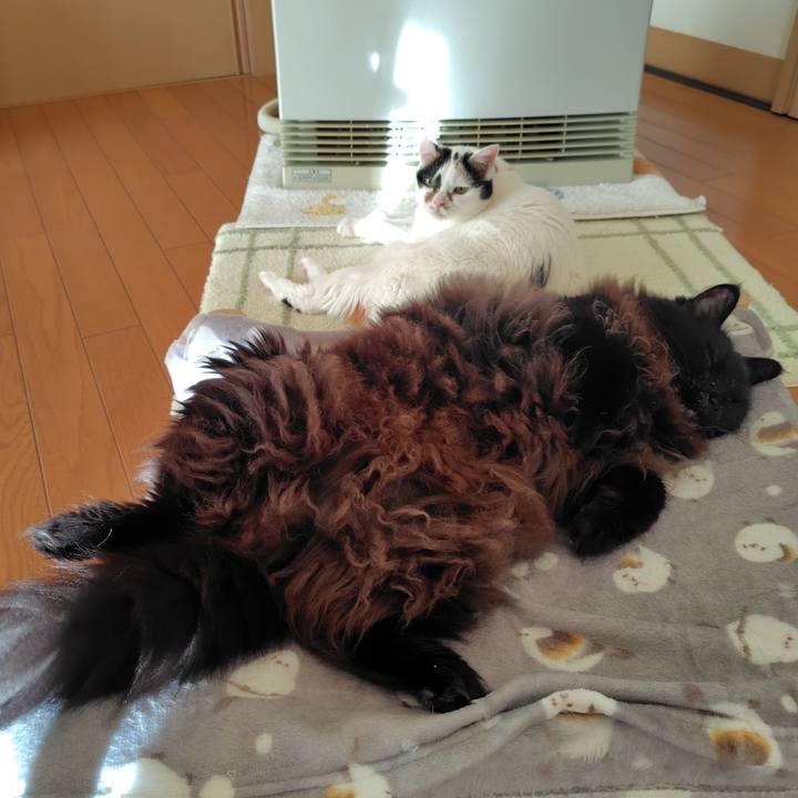 00f9b4a0 6c49 42e1 b3fe 5732b30141ee 1762924770717