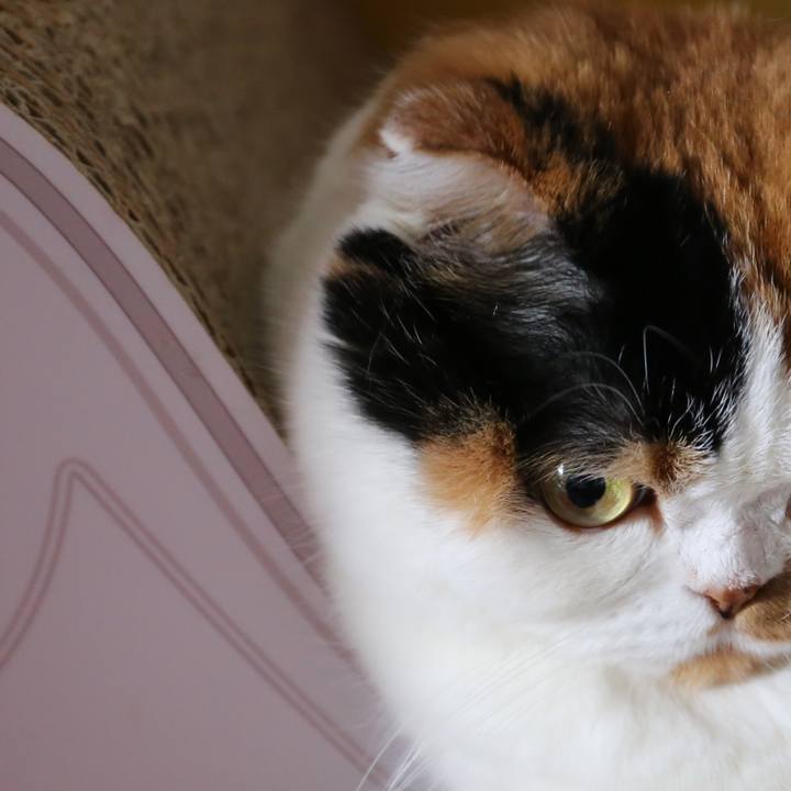 00fbbdb4 0dc6 45d4 b00c df892cd934ca 1562909352242