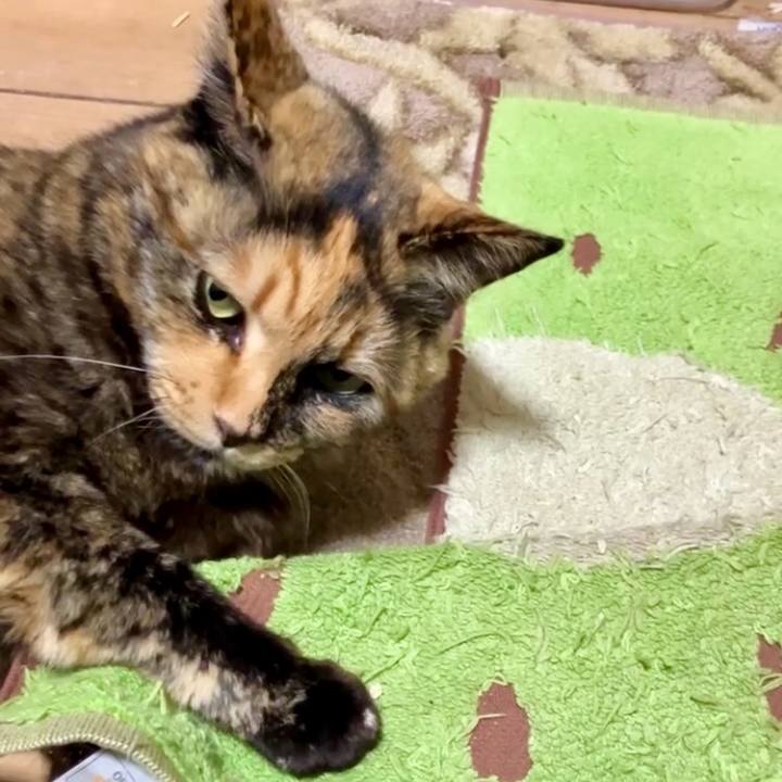 00fd802f 514d 4043 b7ff a912025c3251 1741869146727