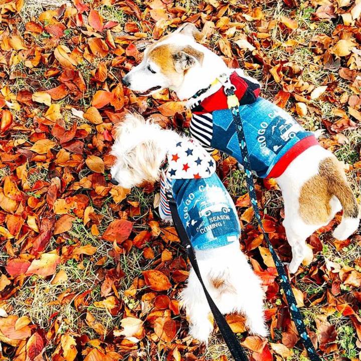 00fed95c 9b53 4581 98af a491125fe304 1669381512054