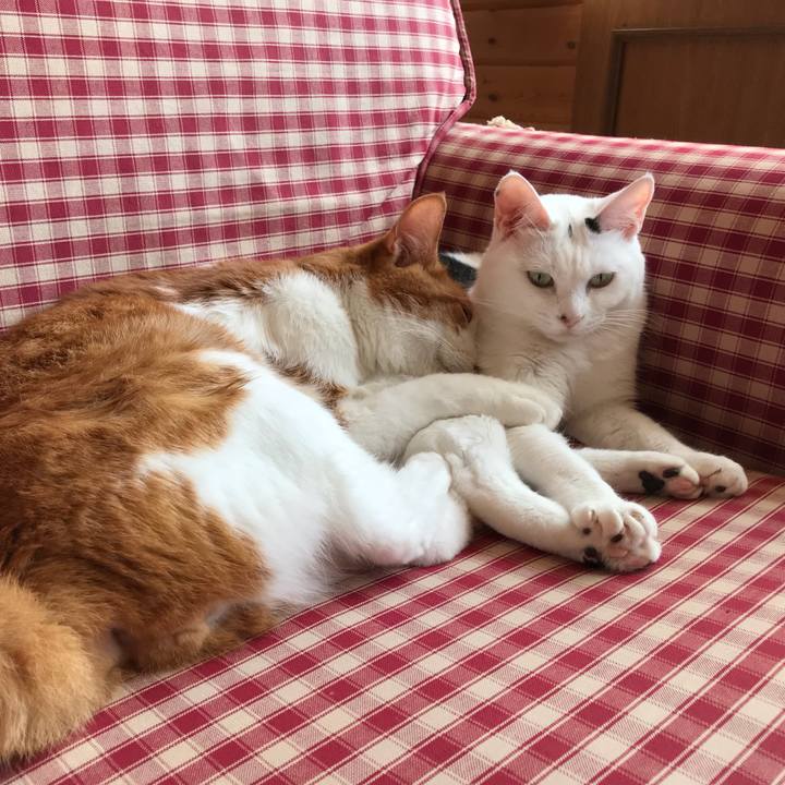 0104328b 17a4 4a73 af9c e165d59bf84a 1533694969689