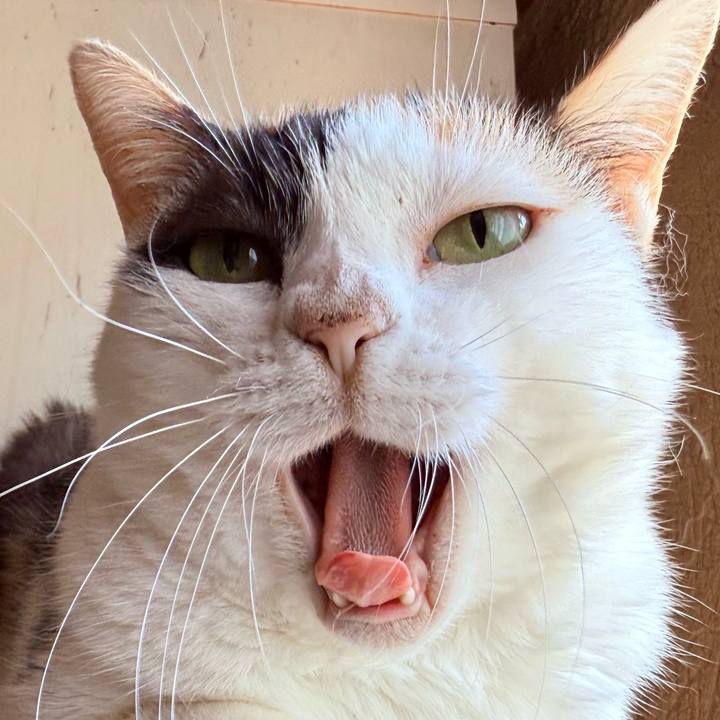 0106b08e ac3f 496b 81b9 ffe124e58f4f 1757729270394