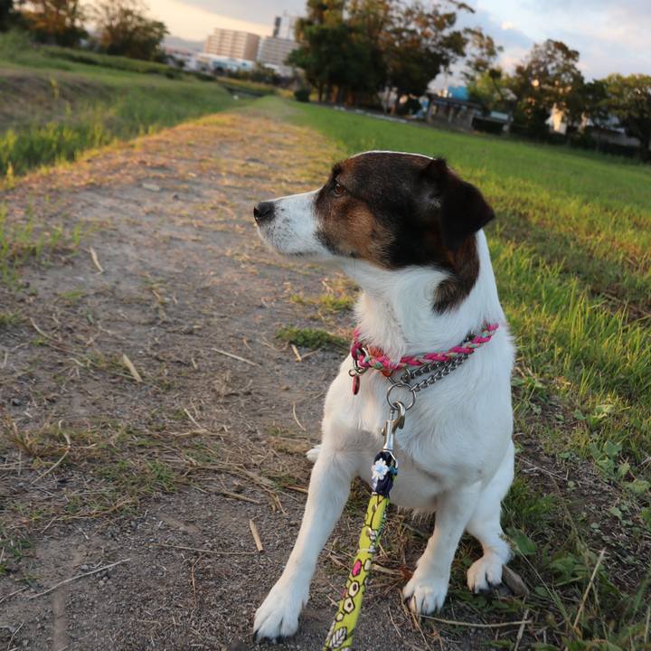 010c16ce ea4f 48a0 a9ff dbf13d52353d 1539077162402