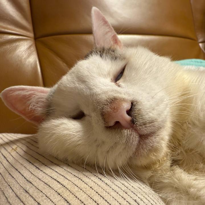 010e3055 edae 43d3 b1be e5df8936570f 1765716738137