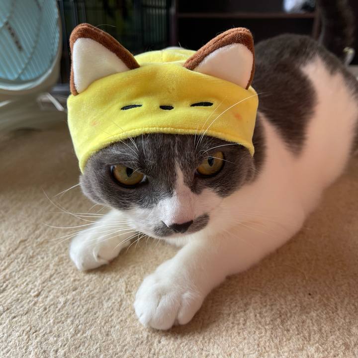 010f0833 2b2a 48d5 8f7e a0807f657352 1664072711956