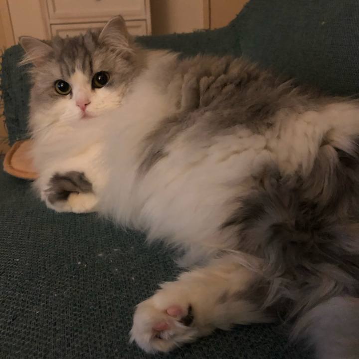 01138e8c 3a79 4f78 9e5e 13144b6511cd 1552485240915