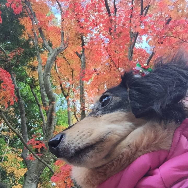 01141924 6a0f 43a9 ae70 bc9fdc7b4145 1510552571669