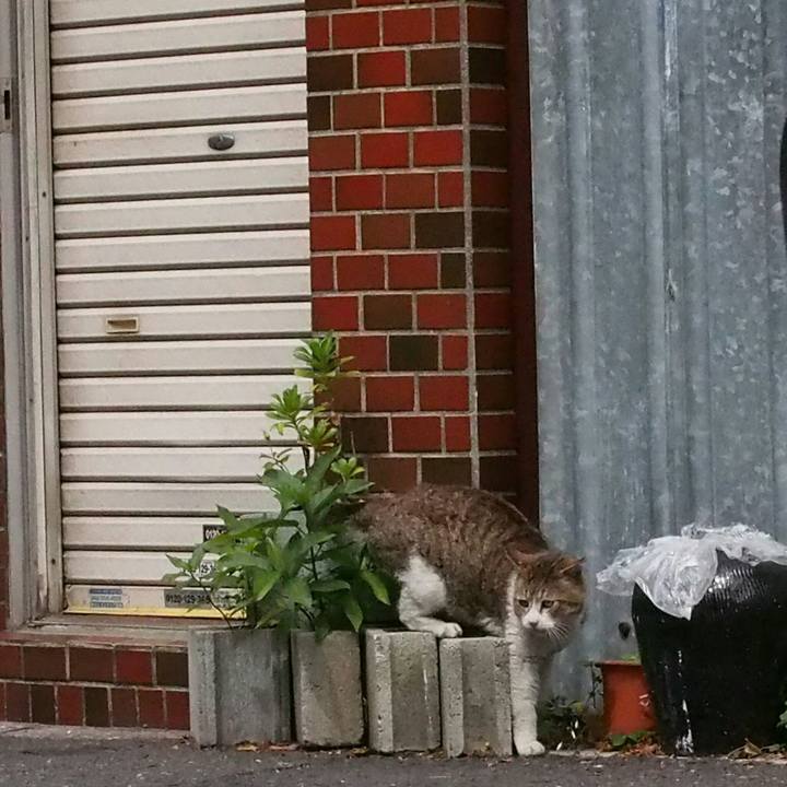 0117454a a421 4c8a 99c5 ec05d02c316d 1526300923244