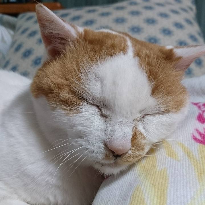 011ad5de 5633 44d5 ac4f 446844ab94c2 1525509955756