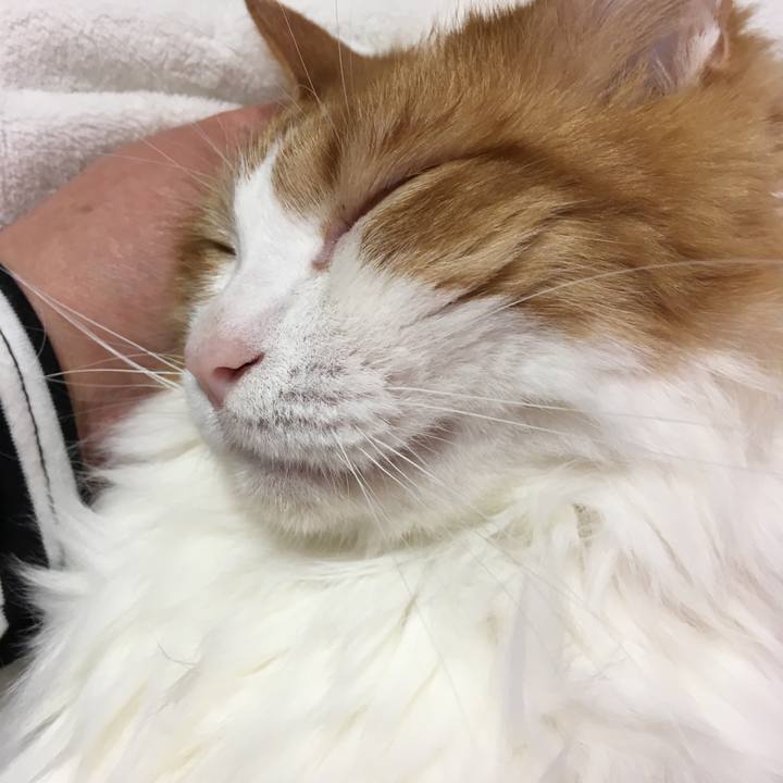 011b964c 1f1c 454a ac72 02459b724903 1516758806582