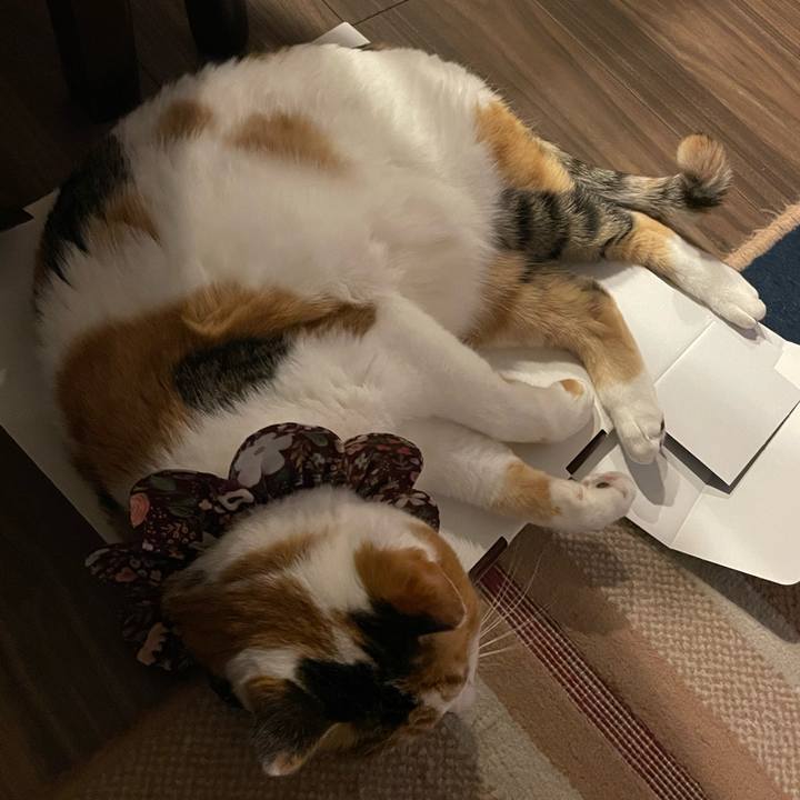 011e8155 46c9 4ead 8bc1 874f965c7207 1740906772101