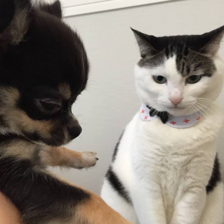 0122f012 8459 4688 876c ae3750421a36 1508635924069