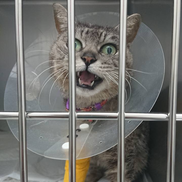 0125e7da 5e15 4818 900f f43396a72874 1585904231997