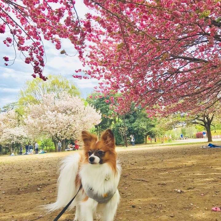 012723f4 2244 4ea8 a361 bf7007d9e3e7 1523173153729