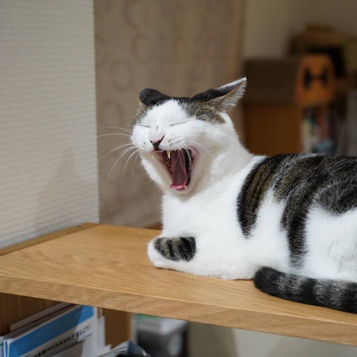 0135456e 1483 448d 9461 0b98884d316c 1570861381931