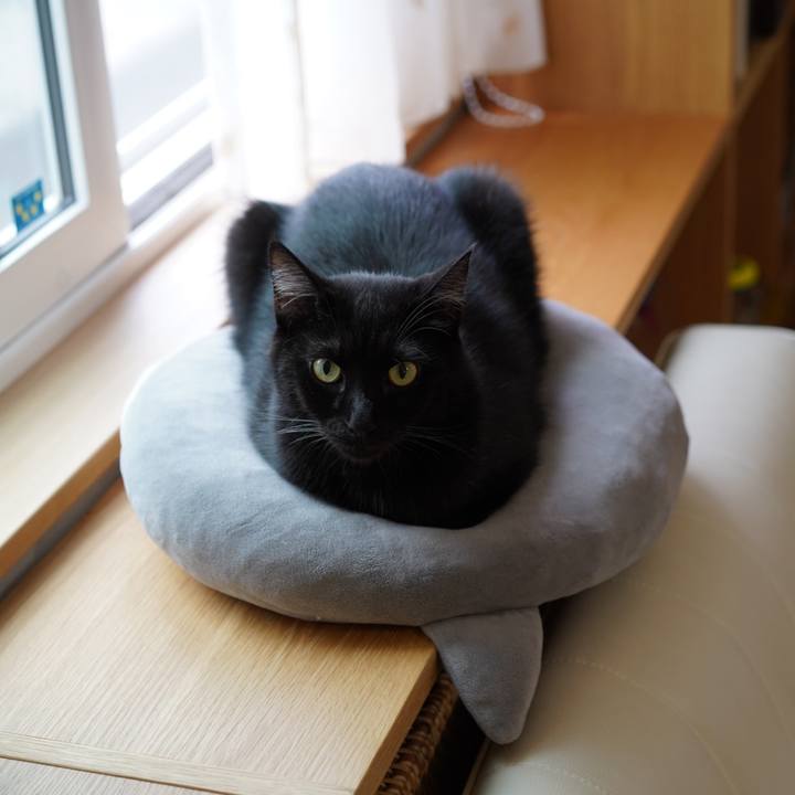 0136da0d 5c52 45d4 943d d237a157dd04 1572064633789