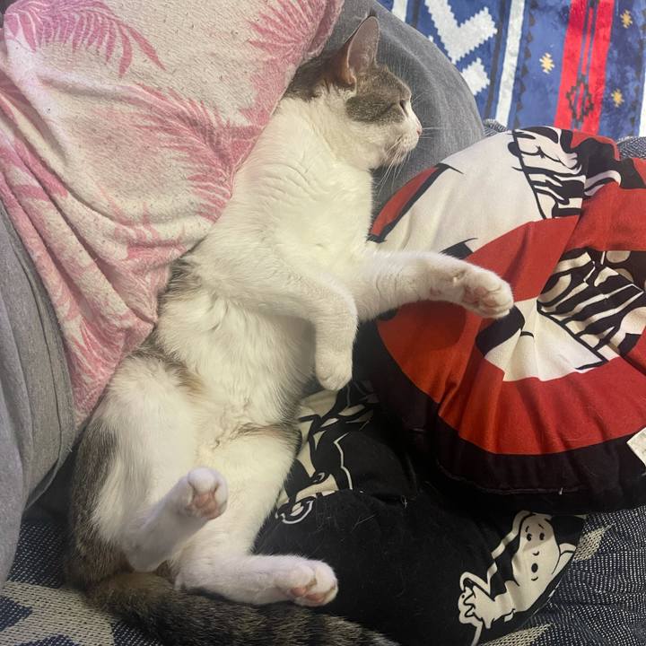 013a8d0c f308 48ff b66e 9902132b3066 1627827828978