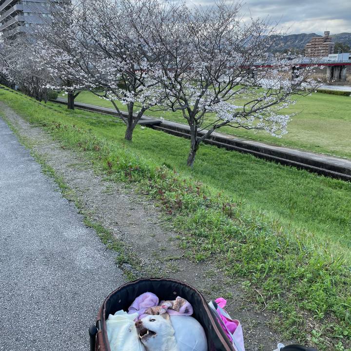 013bcf88 73c4 48ff 8805 0297859dce4e 1679650657440