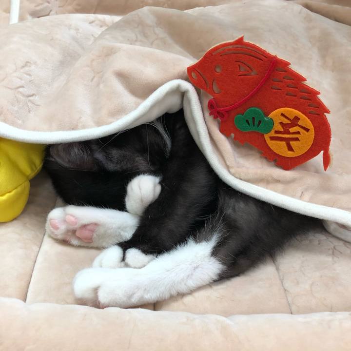 01473cd5 bb5c 4115 8a3a 8485e003f34c 1546295906288