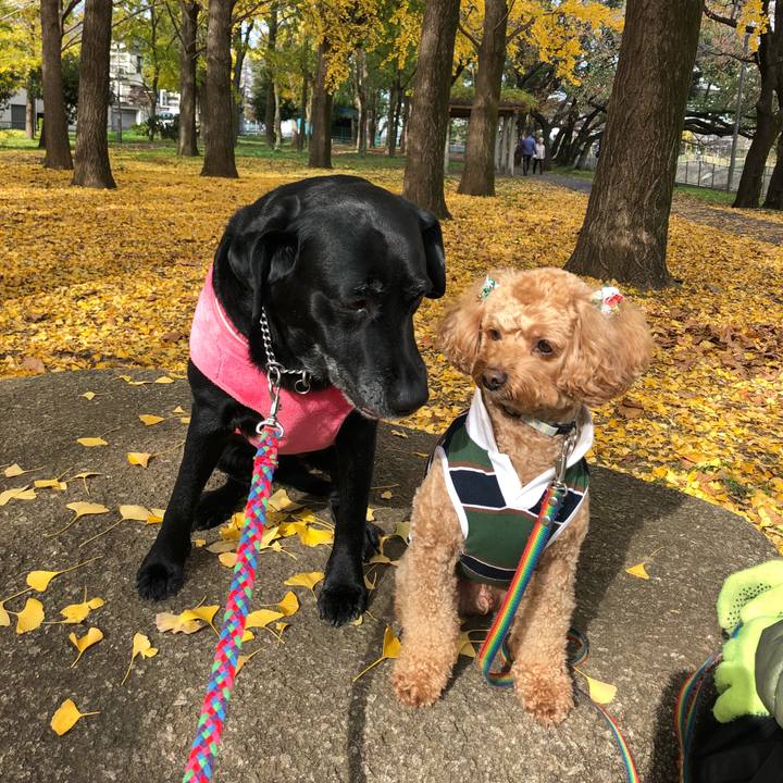 014b08f1 c7e5 47a6 85d5 1849e9945687 1544237332951