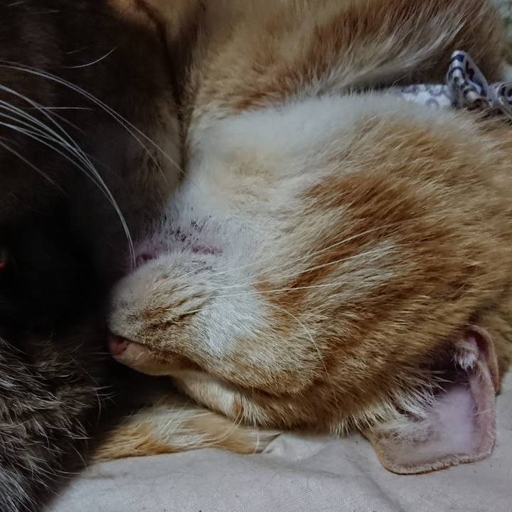 014dafec 587b 440b 82d7 7e104f15d4b7 1587210582704