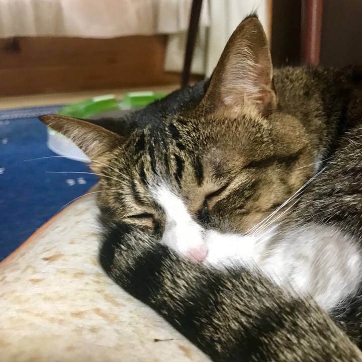 01503ca3 3e9a 4e97 9bb2 9cf5980422da 1526721348668