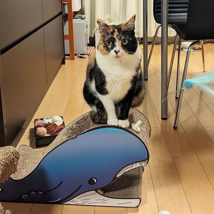 01509af6 c7bf 4e18 abe4 291f91fbc468 1711079731680