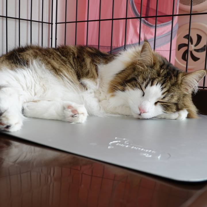 0151ebd1 6366 48fd 9b3f eaa44a20144c 1589184145707