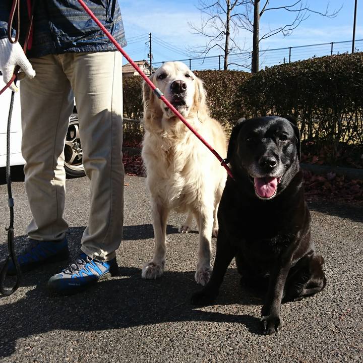 01568997 4225 455f 8fc6 79cb7afc1f73 1547901068140