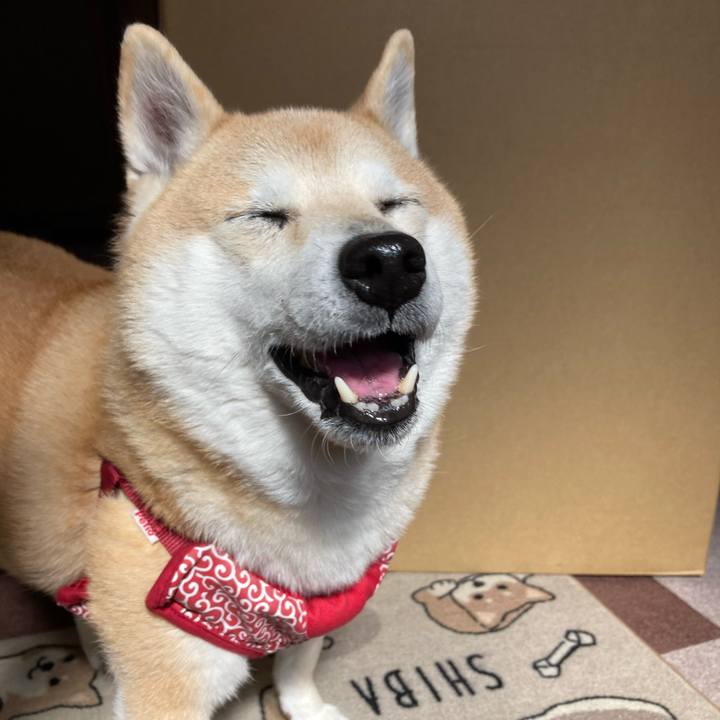 0158dafa 6fd3 4a3e 9738 cfc25d12d5ac 1619013059818