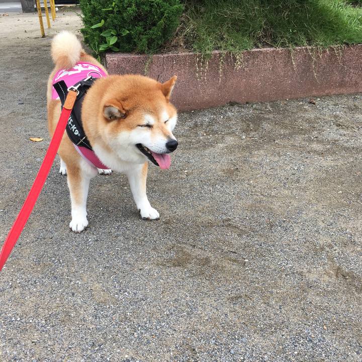 015b0a0c 40f2 418d 935b fcc975e9bc9a 1595820791540