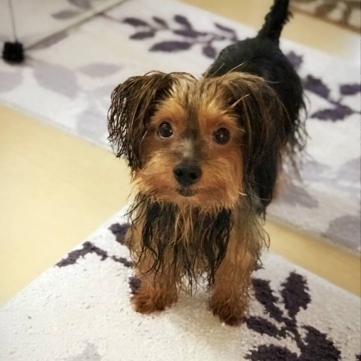 015b9339 a182 4302 9f51 168d6319d3fd 1534492656377