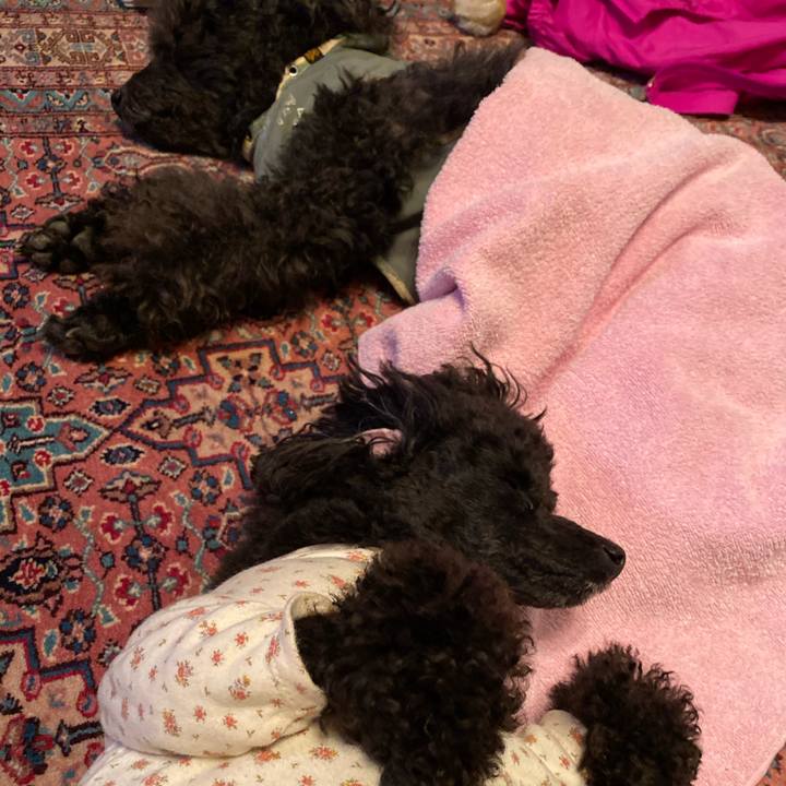 015fff8a 1a5b 479d 914f f35b57b4c328 1587295663934