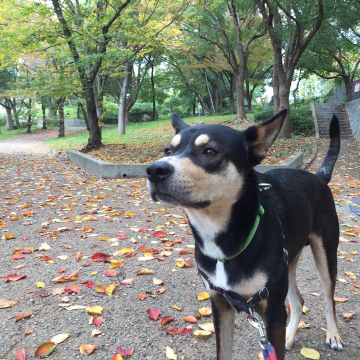 01627d4d 31a7 4e96 8b00 2188007a8ca9 1542102528188