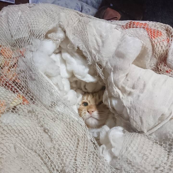 017096fa 4479 429d ab3f c288e67783da 1652563259420