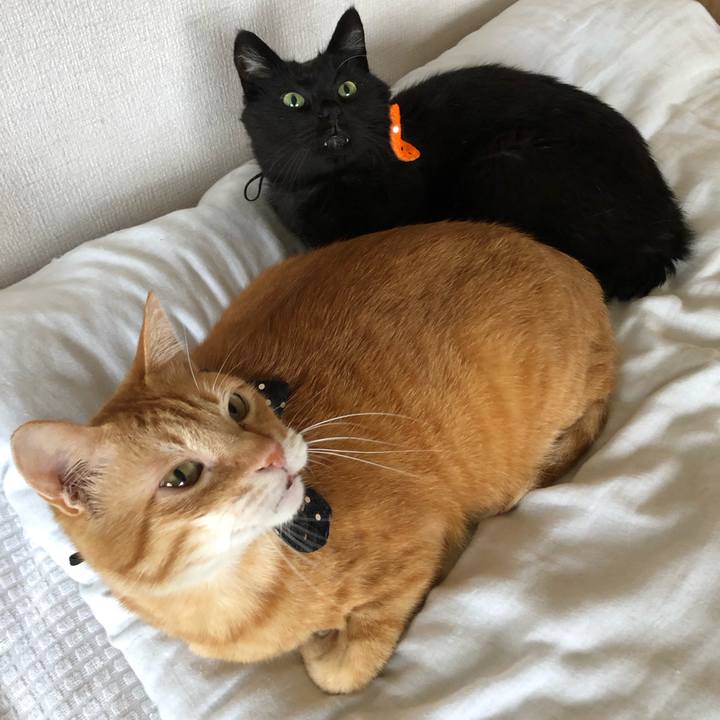 0170a59d 5a9b 468b 96bb 86346d92b3c8 1599896890278