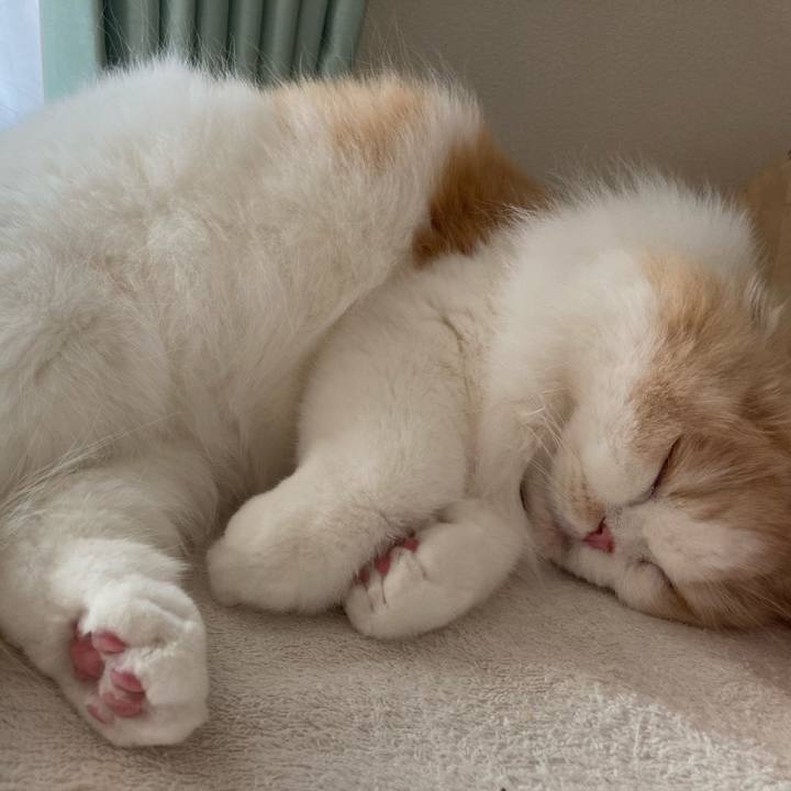 0171e61a 380e 488c 9898 c1a2bce0da32 1621551297599