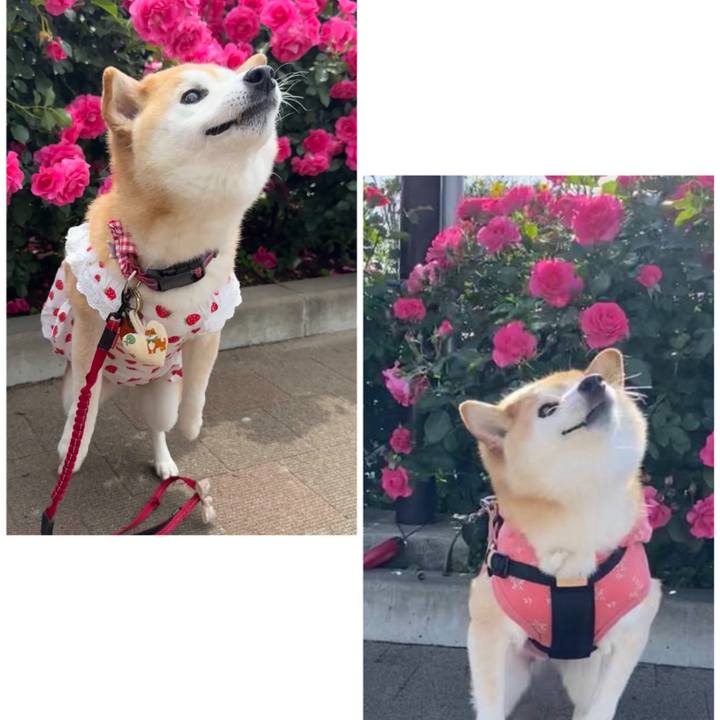 01756839 9c54 450f 8ef2 5f053a3417d0 1747465098446