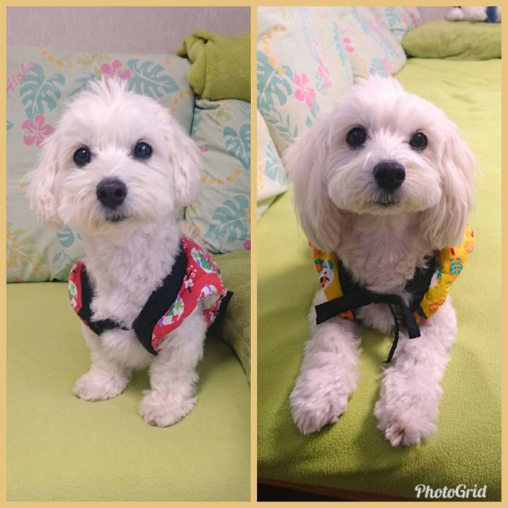 01778048 097b 470a a9ca c07ba7003194 1513371816561