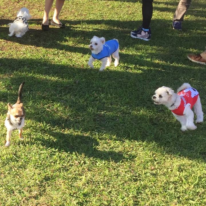 017c2443 9595 4a93 af68 c053d5e9685b 1509718617381