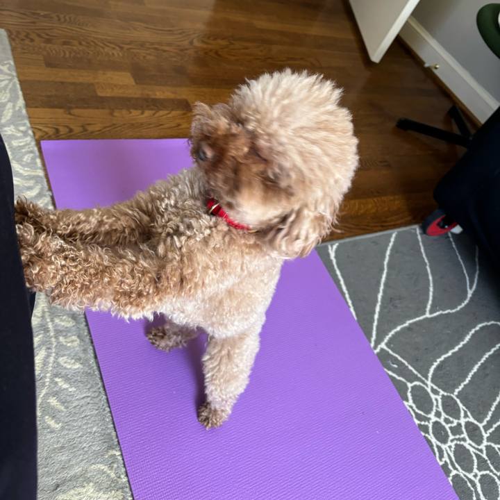 017dee44 80f5 48c6 b691 ee79b923555e 1743111433202