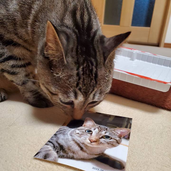 018029a6 3377 484d b9fe 4e4f0f314be4 1694012294682