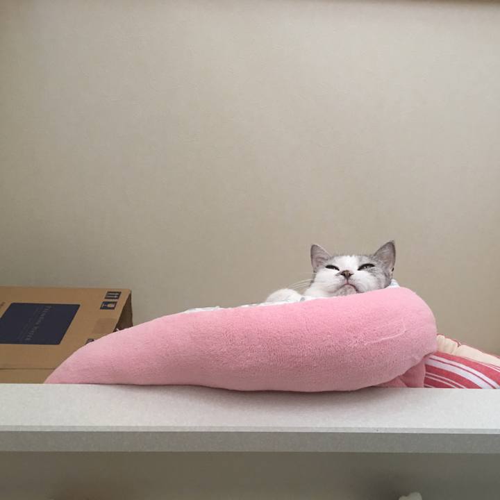 01832da2 a4e8 4608 bf2d 26dc8de95c8c 1568339962901