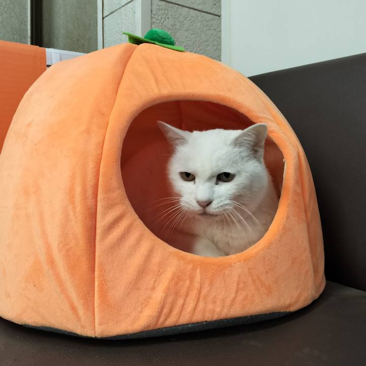 0183aaa9 bc71 408d 9129 cee190da8a39 1765251835422