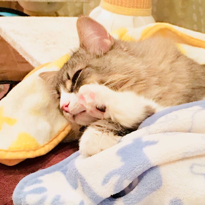 018601bd 4756 4e51 b184 14d4a21c5208 1518457996312