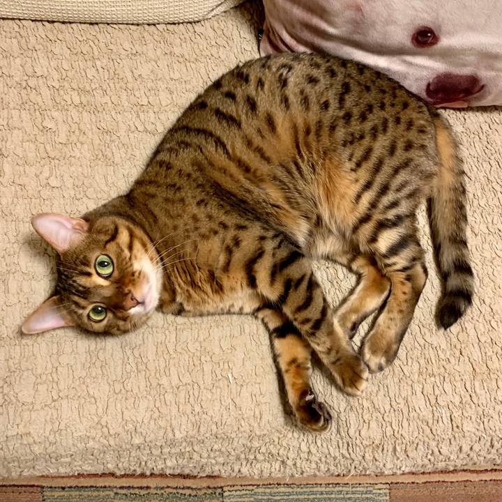 018ee388 d403 4d99 b66d 46b27c56c101 1557011535565