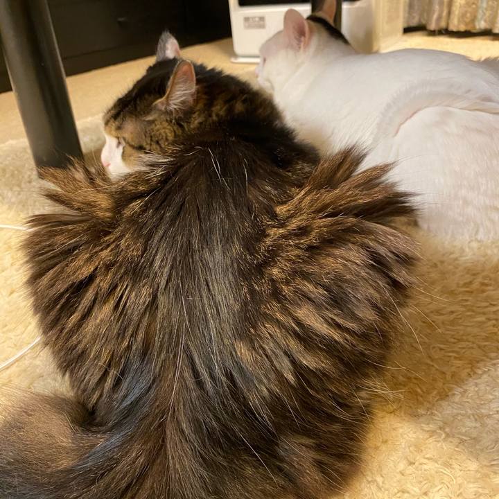 018f03bc f972 4c43 b5cd 52d359894f20 1670191745090